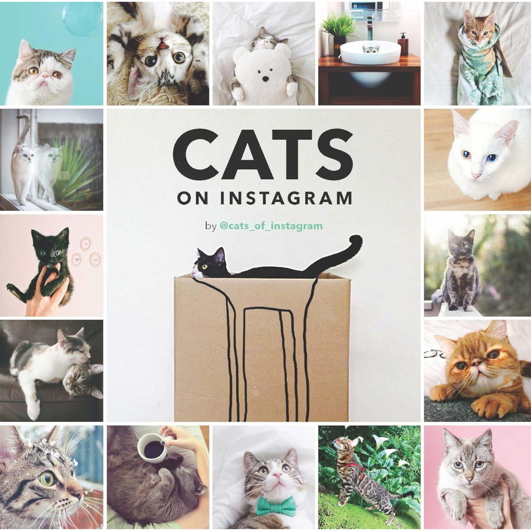 Cats On Instagram