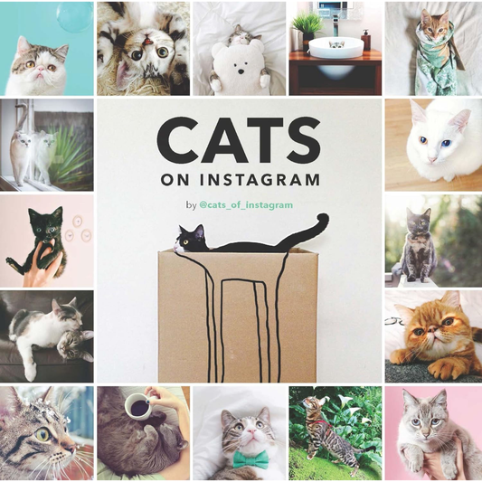 Cats On Instagram
